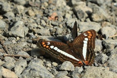 Adelpha alala
