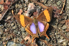Marpesia corinna