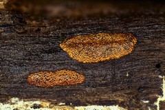 Hypoxylon crocopeplum