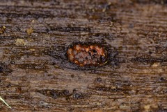 Hypoxylon crocopeplum