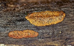 Hypoxylon crocopeplum