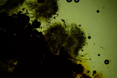 Hypoxylon crocopeplum