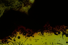 Hypoxylon crocopeplum