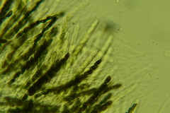 Hypoxylon crocopeplum