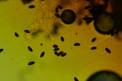 Hypoxylon crocopeplum