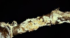 Hydnocristella himantia