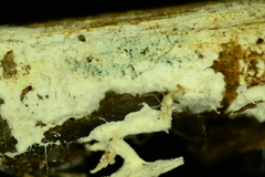 Hydnocristella himantia