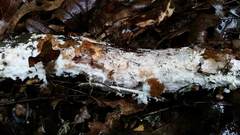 Hydnocristella himantia