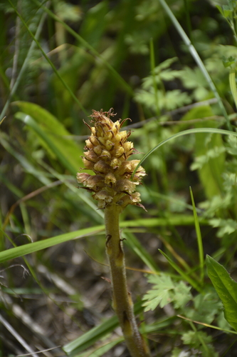Image of Orobanche bartlingii by no rights reserved