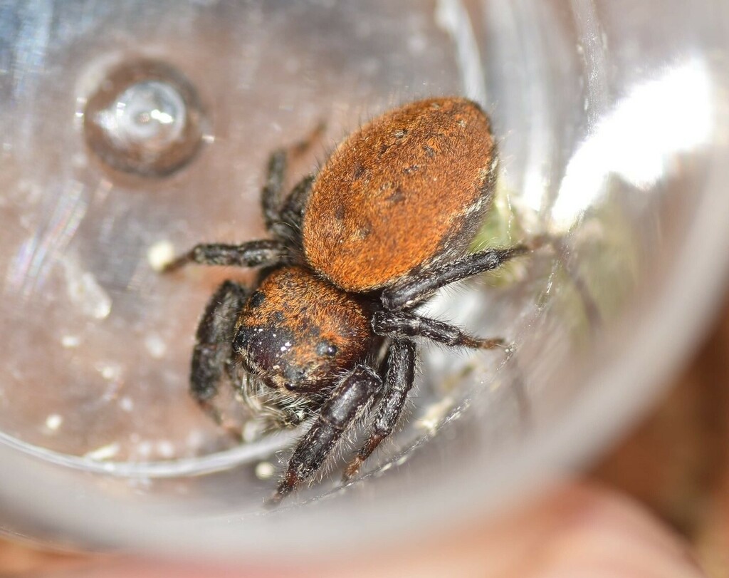 Cardinal Jumping Spider from Benbrook, TX, USA on June 27, 2023 at 09