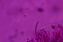 Thelephora penicillata