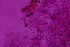 Thelephora penicillata