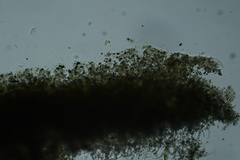 Thelephora penicillata