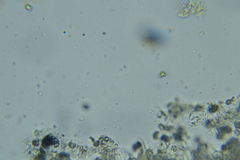 Thelephora penicillata