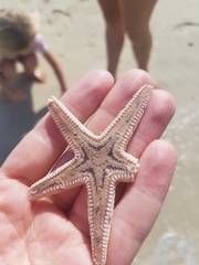 Astropecten indicus