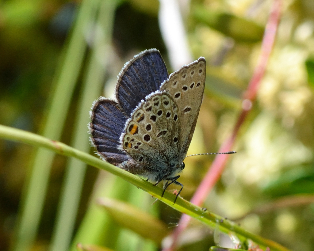 Cranberry Blue