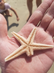 Astropecten indicus