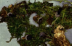 Resupinatus trichotis