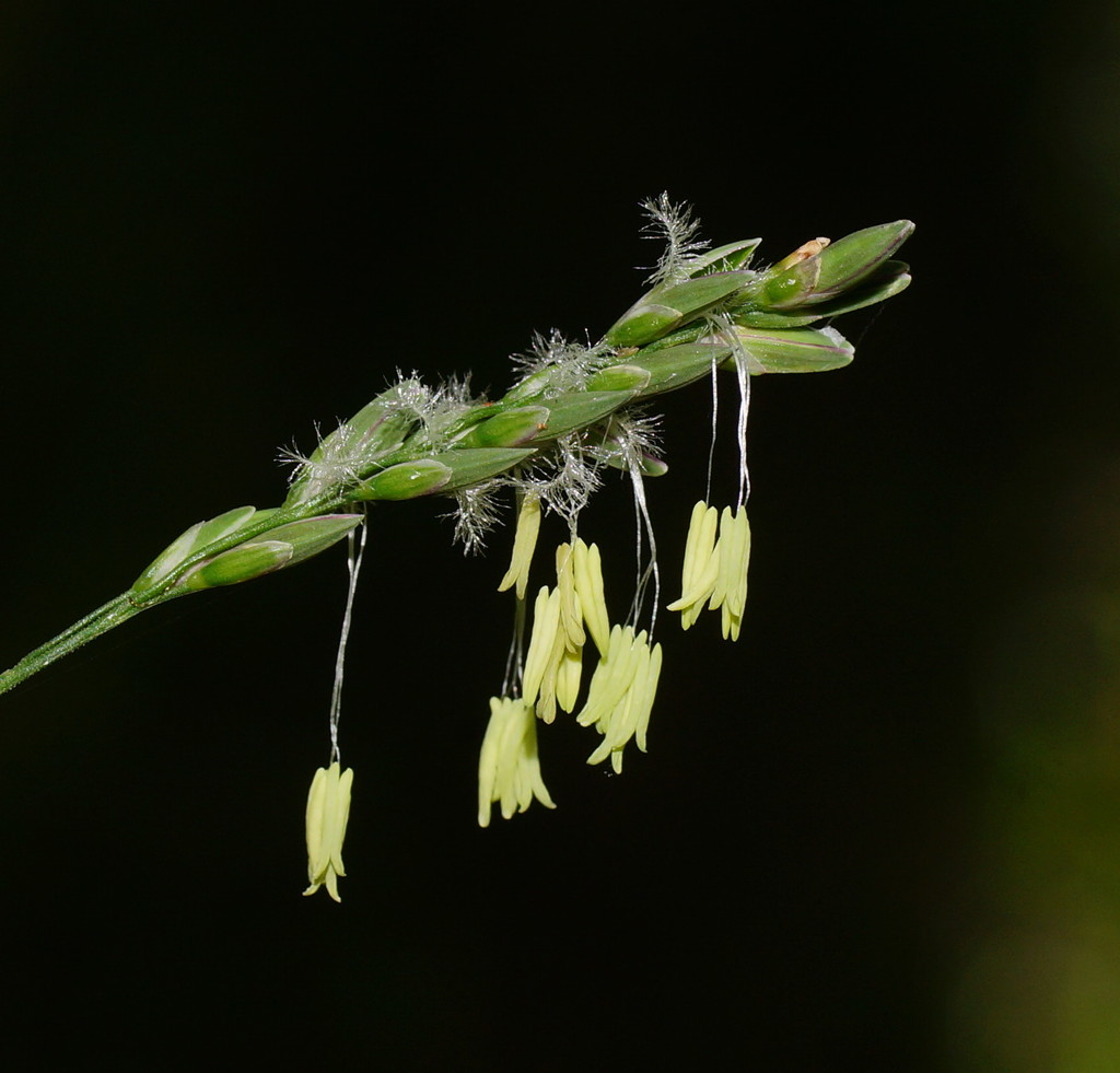 Forest Wire-grass