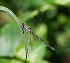 Austroargiolestes calcaris