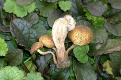 Pholiota angustipes