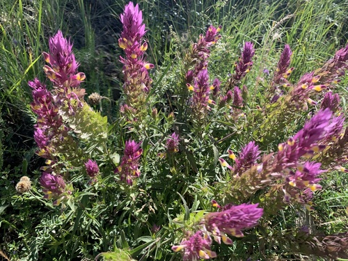 čermeľ roľný (Melampyrum arvense)