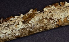 Hydnocristella himantia