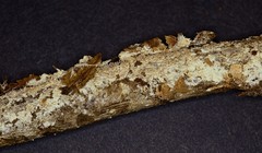 Hydnocristella himantia