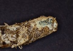 Hydnocristella himantia