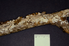 Hydnocristella himantia