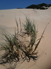 Thinopyrum distichum