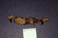 Ionomidotis irregularis