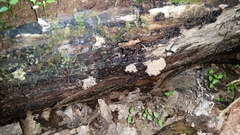 Ionomidotis irregularis