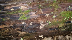 Ionomidotis irregularis