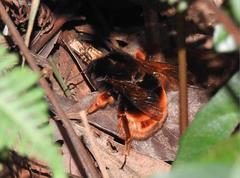Bombus eximius