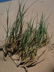 Thinopyrum distichum