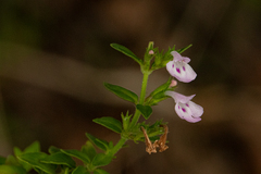 Micromeria imbricata image