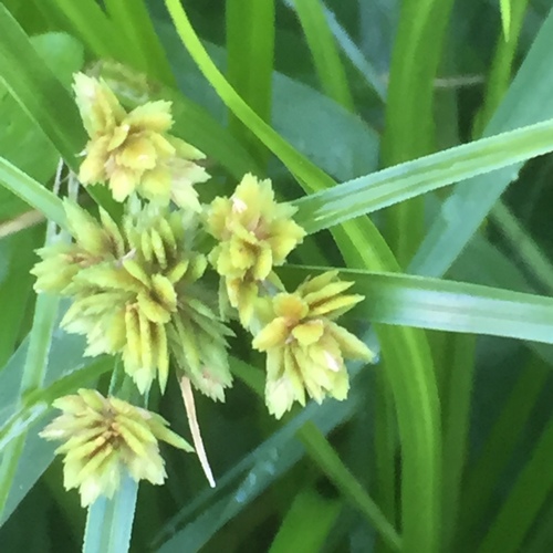 Cyperus eragrostis image