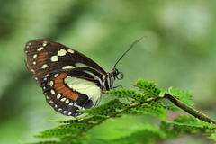 Elzunia humboldt