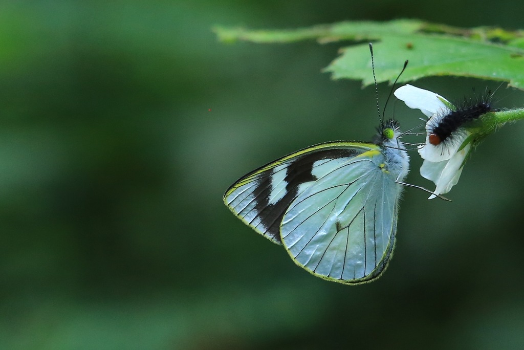 Leptophobia olympia