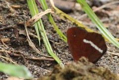 Lymanopoda albocincta