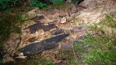 Rosellinia hyalospora