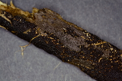 Rosellinia hyalospora
