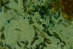 Rosellinia hyalospora