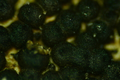 Rosellinia hyalospora