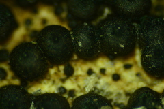Rosellinia hyalospora