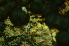 Rosellinia hyalospora