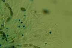 Rosellinia hyalospora