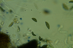 Rosellinia hyalospora