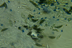 Rosellinia hyalospora
